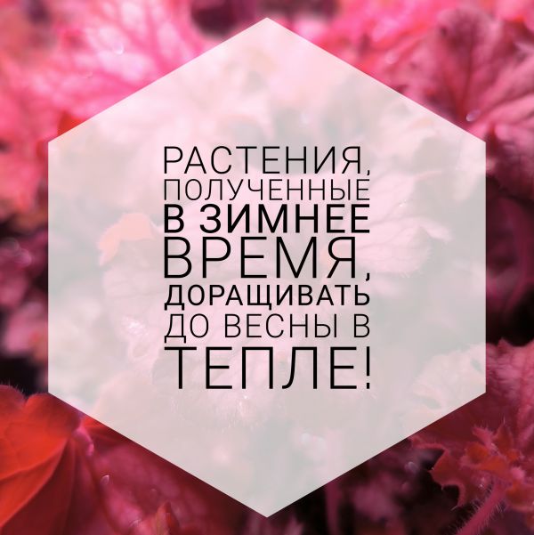 Гейхера Сноу Пэнки (Snow Panky) 
