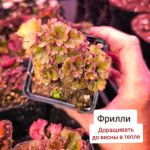 Гейхера Фрилли (Frilly) 